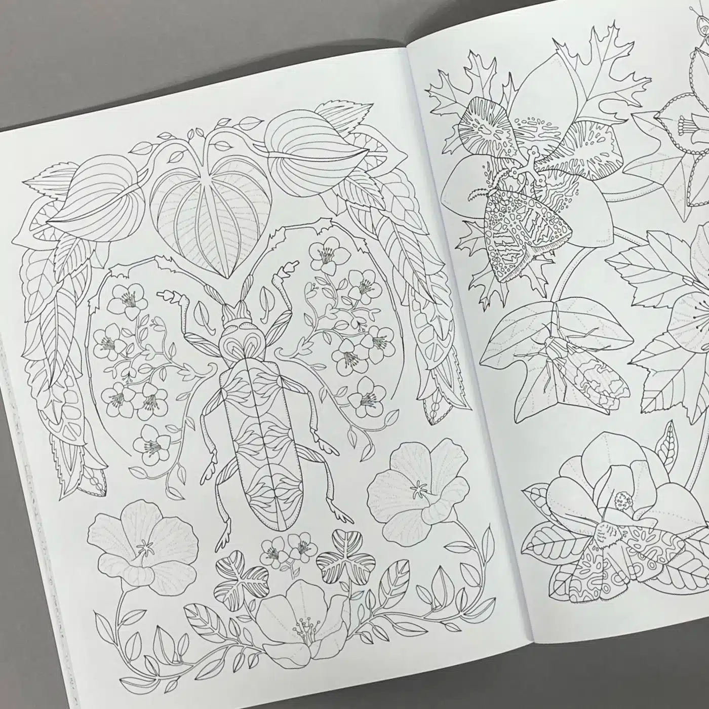 Wonderful Insects kolorowanka 3 Wonderful Insects kolorowanka